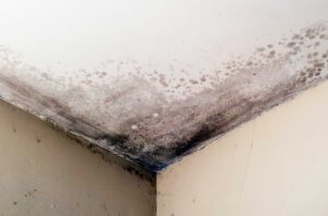 mould ceiling