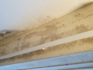 mould above window
