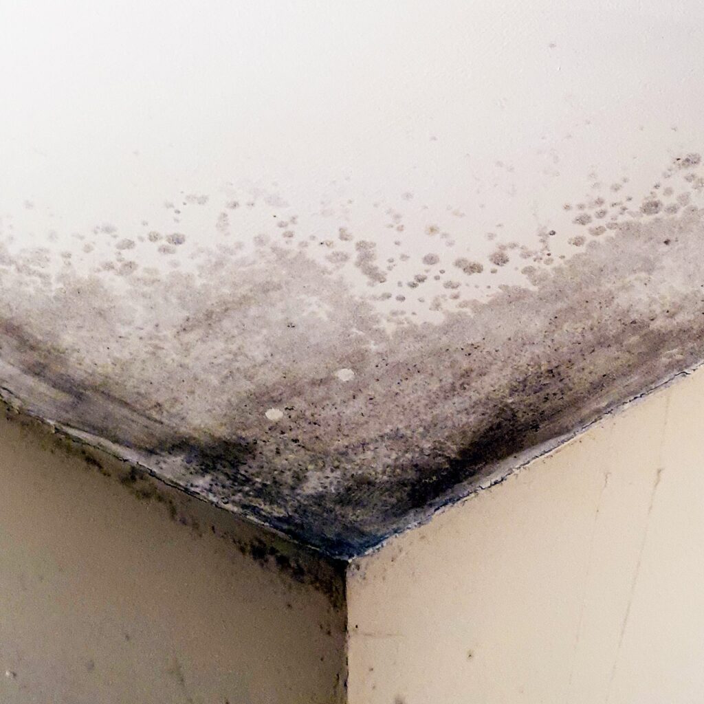 mould ceiling2