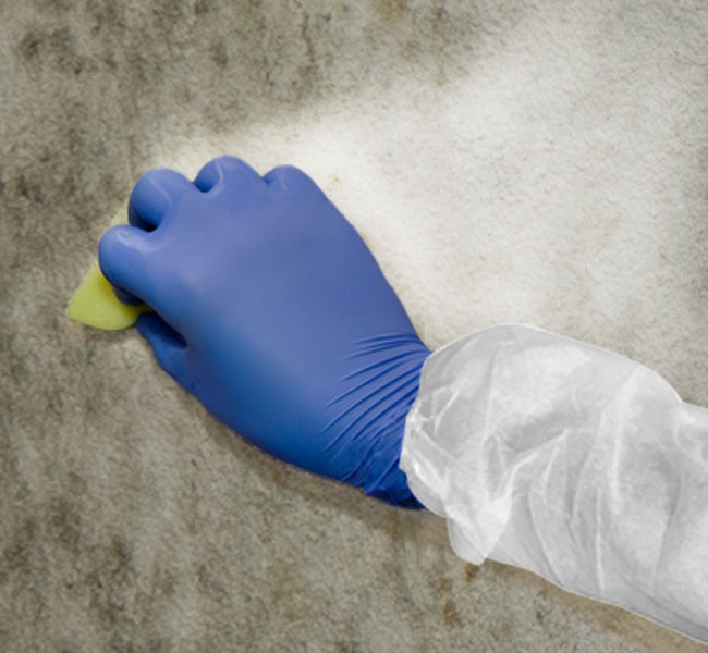 mould remediation1