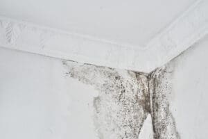 Mould. Aspergillus. Black fungus on a white wall in a corner on the ceiling.